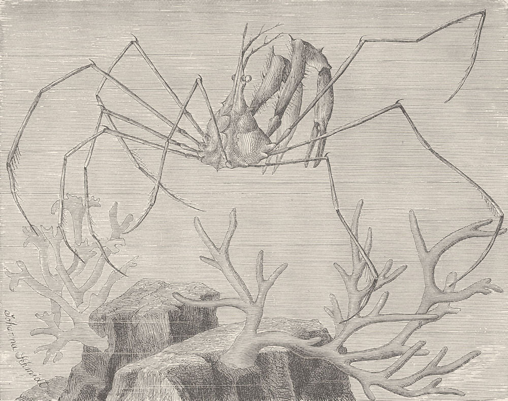 INSECTS. Long-beaked spider-crab 1896 old antique vintage print picture